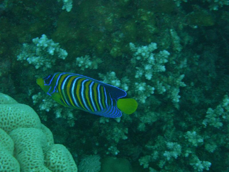 SAFAGA 07  2008 199.jpg